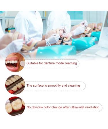 Buy Complete Resin Dentures | High-Quality Artificial Teeth & Dental Supplies for International Shipping - Buy Online on GoSupps.com