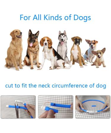 Laroo LED Dog Collar - USB Rechargeable Night Safety Luminous Collar for All Dog Sizes - 3 Modes - Blue - Buy Online on GoSupps.com