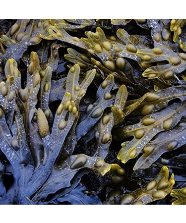 Hydrating Moisturizing Conditioner - Unscented Seaweed, Argan & Coconut Oils - Vegan, Paraben Free | The Seaweed Bath Co. - Buy Online on GoSupps.com