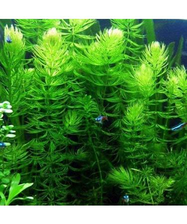 Florida 10 Species Live Aquarium Plants Bundle - Vibrant and Diverse Aquatic Flora Collection - Buy Online on GoSupps.com