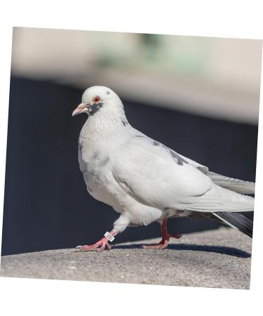 Angoily 300 Pcs Pigeon Anklet Duck Where Clip Chicken Ankle Ring Pigeons Ring Bands Parrot Label Tape Baby 1.3X1.3CMx3pcs Whitex3pcs - Buy Online on GoSupps.com