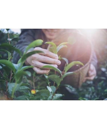 Buy TEA Uniqo Silver Needle - Premium White Tea (Yin Zhen) - Loose Leaf in Elegant Gift Box - Pure Additive-Free Taste - Buy Online on GoSupps.com