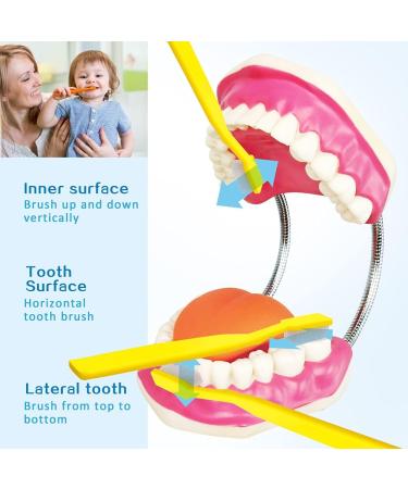2023 Dental Teeth Care Model with Giant Toothbrush - Adult & Kids Demonstration Teeth Model - Buy Online on GoSupps.com