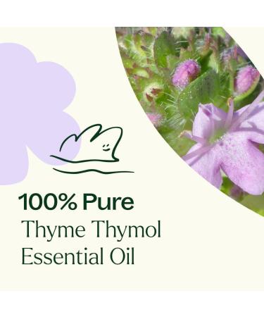 Plant Therapy Thyme Thymol Essential Oil 10 mL (1/3 oz) 100% Pure Undiluted Natural Aromatherapy for Immune Support and Digestive Relief - Buy Online on GoSupps.com