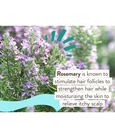 Babo Botanicals Eucalyptus Remedy Conditioner - Gentle & Nourishing Plant-Based Formula for Normal to Oily Hair - Vegan & Hypoallergenic - 6 fl. oz - Buy Online on GoSupps.com