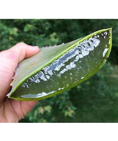 Chschou Fresh Aloe Vera Leaf Natural Plant Extract for Skin and Hair Care - Buy Online on GoSupps.com