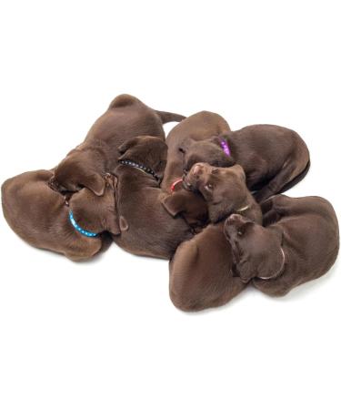 Buy Molain 12-Piece Adjustable Puppy Neck Bands - ID Neck Straps for Small Dogs & Cats - Colorful Identification Bands for Kittens & Puppies (30cm) - Buy Online on GoSupps.com