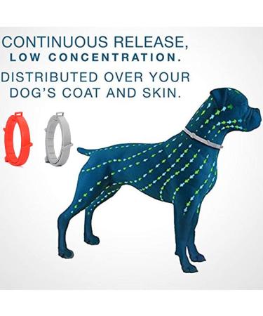Buy Syang Teck Neck Band for Dogs & Cats - 2 Anti-Parasite Collars 8-Month Protection Adjustable Fluorescent Red & Gray - Buy Online on GoSupps.com