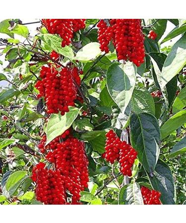 Natural Code - Dried Schisandra Fruit 454g/1lb - Fructus Schisandrae - Wu Wei Zi - - Non GMO - Vegan - No Preservatives or Additives - 100% Natural - Buy Online on GoSupps.com