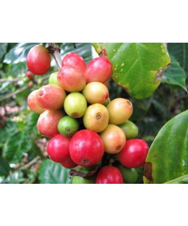 Coffee Bean Tree Coffea Arabica le raro arbusto semi esotico caff 10 SEMI