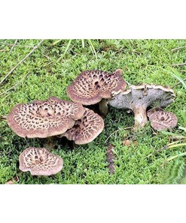 WENXUANSU:1 Pound (454 grams) Sarcodon Aspratus Dried Mushroom from Yunnan China - Buy Online on GoSupps.com