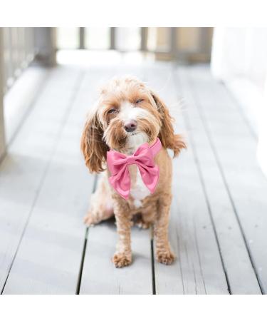 Lionet Paws Comfortable Silk Dog Collar with Removable Fly for Large Dogs - Peach | Neck 40-60cm | 1 Pack - Buy Online on GoSupps.com