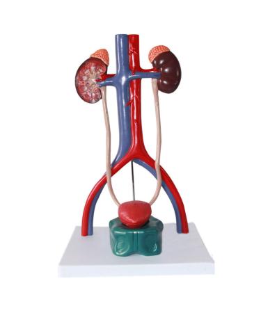 Scientific Anatomy Model of Male Urinary System | Urinary System Model is 14.5 Inches Tall | Features Kidneys with Adrenal Glands Ureters and Bladder | 19-Digit Indicator