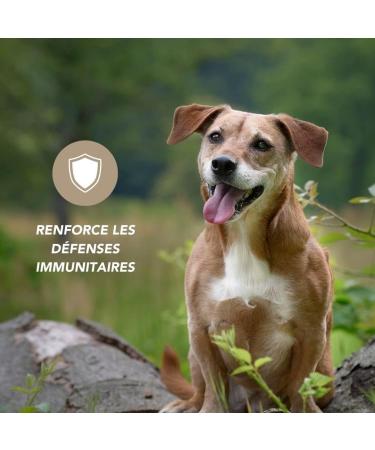 Spirulina 120 Tablets for Dogs and Cats - Natural Nutritional Supplement Immune Support and Digestive Health Rich in Proteins and Antioxidants - Buy Online on GoSupps.com