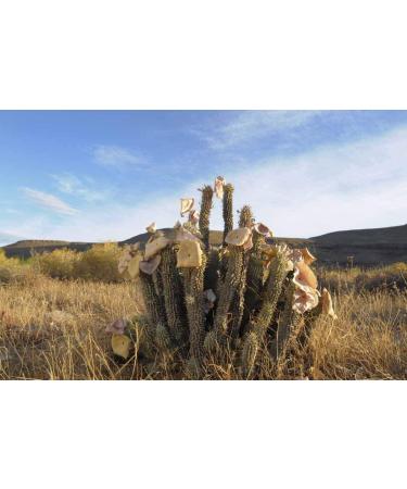 Hoodia Gordonii Extract 2000 - Organic Weight Loss Supplement - 60 Tablets - Buy Online on GoSupps.com