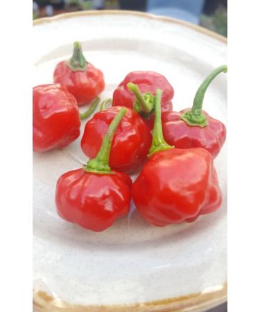 25 semi di Cachucha Pepper Aji Dulce Cubana Sweet Chilli Cubano