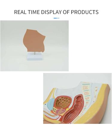 DYTAH Organ Model - Male Reproductive Urinary System Pelvic Cavity Model for Study & Teaching Aids - International Shipping Available - Buy Online on GoSupps.com