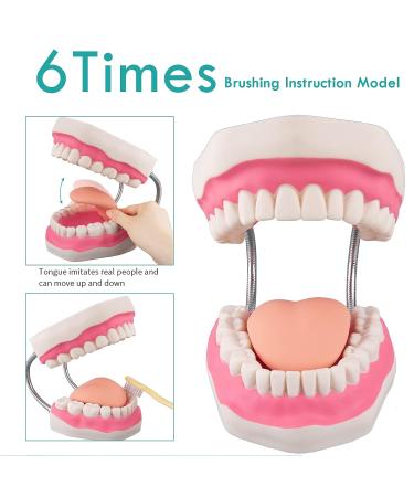 LVCHEN Mouth Model for Speech Therapy - Dental Hygiene Teeth Model with Movable Tongue and Denture Toothbrush - Buy Online on GoSupps.com