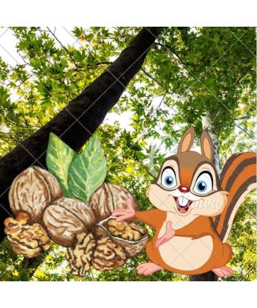 New Harvest 2022: 25kg Raw & Unprocessed Walnuts in Bowl for Squirrels - 100% Vegan & Natural - Buy Online on GoSupps.com