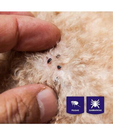 Parasital Anti-Parasite Collar for Cats & Small Dogs - 35 cm | Effective Flea & Tick Protection - Buy Online on GoSupps.com