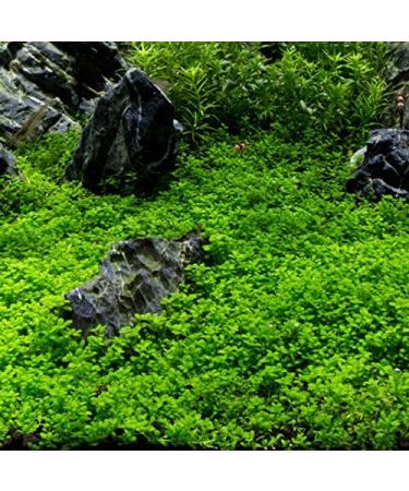 Dwarf Baby Tears / Hemianthus callitrichoides 'Cuba' - In-Vitro - Buy Online on GoSupps.com