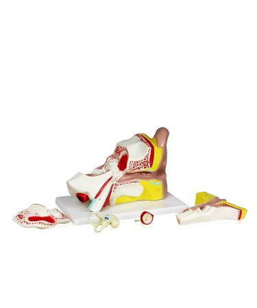 Ear Anatomical Model 4X Ear 11"X 7"X 7" Shows External Middle and Inner Ear Parts Including Templar Bone Section Ear Canal Labyrinth Drum