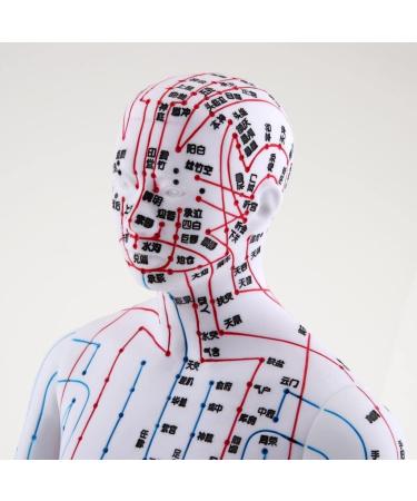 Milageto Human Body Point Model with Rotating Arm as described Male - Buy Online on GoSupps.com