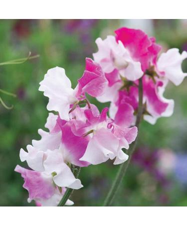 Benoon Sweet Pea Seeds 50pcs/Bag Fast Growing Hardy Plant Seeds Sweet Pea Seeds - Buy Online on GoSupps.com