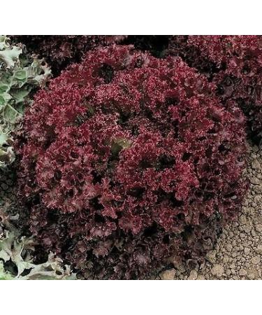 Lollo Rossa Darky foglia di lattuga di Verdure 500 semi