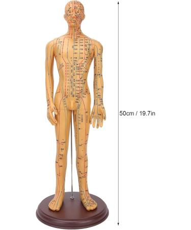 Acupuncture Body Model Professional Acupuncture Model Durable Meridians Acupuncture Model Acupuncture Model Not Easy To Fading for Acupuncture Practice - Buy Online on GoSupps.com