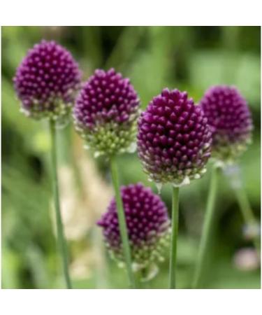 Butterfly House & Allium Bulbs - Buy Online on GoSupps.com