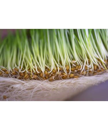 Organic Frozen WOW Wheatgrass | Unpasteurized, Alkaline, No Powder | Grown and Packaged in USA - Buy Online on GoSupps.com