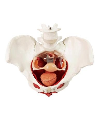 ASSICON Human Body Anatomy Female Pelvis Perineum Model with Removable Organs Magnetic Mounting for Teaching Learning Display Uterus Ovary Muscle
