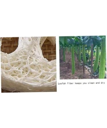 Organic Natural Loofah Slices for Soap Making - 50 Pieces | Organic Soap Making Supplies and Cleaning Sponge - Buy Online on GoSupps.com