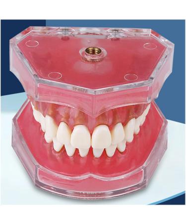 Tooth Lessons Model - Dental Simulation & Standard Practice Demonstration | Resin Dentist Teaching Tool (Pink Rose) - International Shipping Available - Buy Online on GoSupps.com