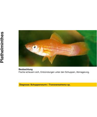 Sera 02260 mycopur - medicine for ornamental fish against fungi (mycosis) - Buy Online on GoSupps.com