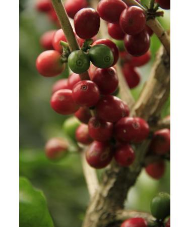 Gustone Premium Coffee Gift Set - Top 3 Berlin Coffee Roasters: Wiener Melange India Malabar Monsunkafe & Workers Dark - Buy Online on GoSupps.com