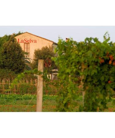 La Selva Organic Pomi d'oro - Chunky Yellow Tomatoes (1 x 425 g) - Buy Online on GoSupps.com