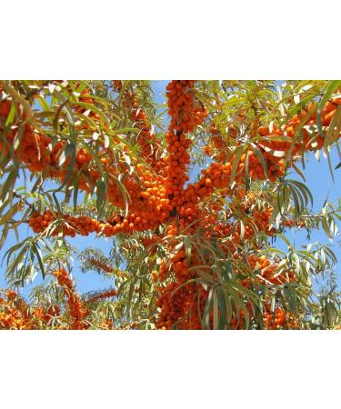 Buy SAAKO Lip Balm - Moisturizing 2PCS Pink Glossy Finish | International Shipping Available - Buy Online on GoSupps.com