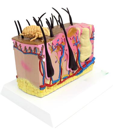 Dog Skin Model Insect Bite Pathology Mite Flea Hair Subcutaneous Tissue Vascular Nerve Shaping Dog Knee Joint - Buy Online on GoSupps.com