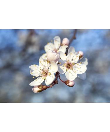 Crab Apple n 10 Fleur de Bach farmaflor 1 Flacon Comtpe Gouttes 10ml - Made in Italy - Buy Online on GoSupps.com