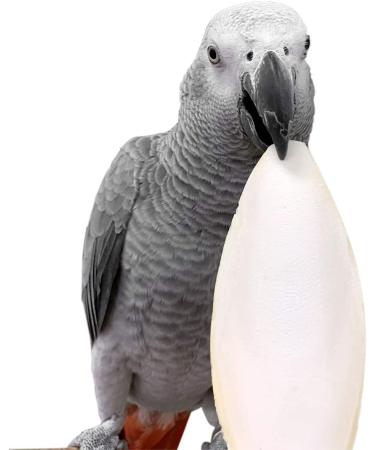 Cuttlebone for Cockatiels, Parakeets, Budgies, and More - 1-Pack 7.5-8 - Buy Online on GoSupps.com