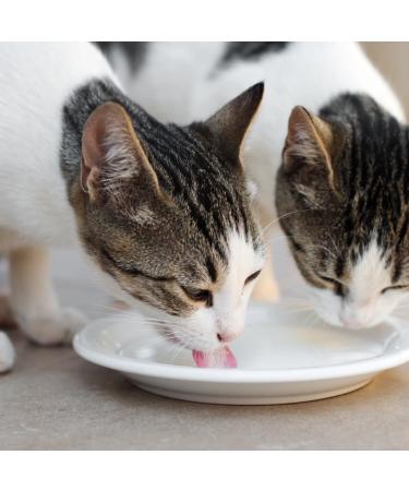 Premium Cat Milk - 200ml x 12 Pieces | Nutritional Treat for Cats | International Shipping Available - Buy Online on GoSupps.com