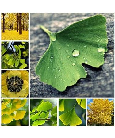 New Tree Seeds 10 st Ginkgo Biloba for Gardening Yellow - Buy Online on GoSupps.com