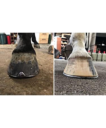 Premium Biotin Pellets for Horses - Hoof Growth Formula with Zinc Copper & Vitamin B6 - 2.5kg Pack for 100 Days - Hoof Magic - Buy Online on GoSupps.com