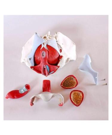 Female Pelvic Structure Muscles of The Pelvic Floor and Two Lumbar vertebrae Anatomy Model Removable Training Doctor Gynecology Model