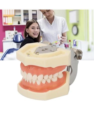 Buy Dental Typodont Teeth Model - 28 Teeth Soft Gums Upper Jaw Cyst Teaching Model for Incision Practice - International Shipping Available - Buy Online on GoSupps.com
