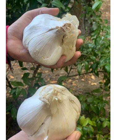 Organic Elephant Garlic Seeds - 2 Fresh Bulbs for Planting, Eating and Cooking | Non-GMO from Brand Bulbs | Sold by Efective Trade LLC - Buy Online on GoSupps.com