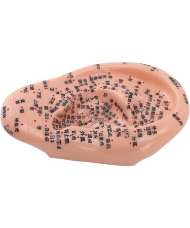Buy Ear Acupuncture Display Model - Clear Point Visibility for Study Presentations | International Shipping Available - Buy Online on GoSupps.com