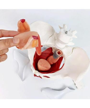 Esmen Female Pelvis Perineum Model - Removable Organs & Magnetic Mounting for Educational Display | International Shipping - Buy Online on GoSupps.com